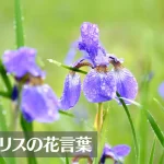 アイリスの花言葉は怖い？意味や由来、色(白・青・紫)、種類別、英語名の花言葉もご紹介！