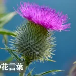 アザミ(薊)の花言葉は怖い?意味や由来、色別(赤・紫・白)、英語名の花言葉もご紹介!