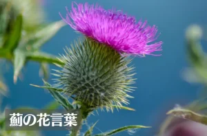アザミ(薊)の花言葉は怖い？意味や由来、色別(赤・紫・白)、英語名の花言葉もご紹介！