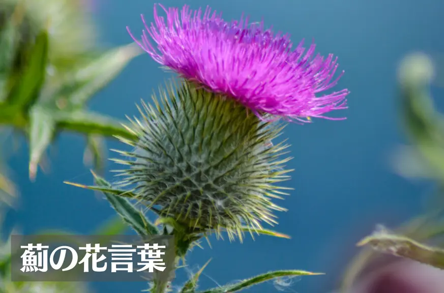 アザミ(薊)の花言葉は怖い？意味や由来、色別(赤・紫・白)、英語名の花言葉もご紹介！