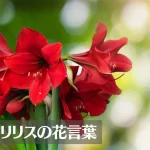 アマリリスの花言葉は怖い?意味や由来、種類、英語名の花言葉もご紹介!