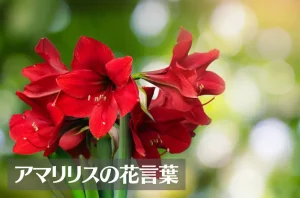アマリリスの花言葉は怖い?意味や由来、種類、英語名の花言葉もご紹介!