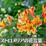 アルストロメリアの花言葉は怖い?意味や由来、色別(青・赤・ピンク・黄…)、英語名の花言葉もご紹介!