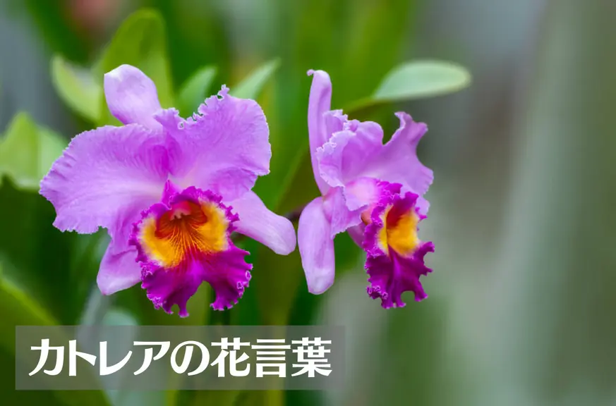 カトレアの花言葉は怖い？意味や由来、色別(黄・ピンク・紫・白)、英語名の花言葉もご紹介！