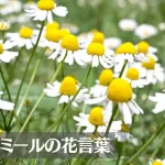 カモミール(カミツレ)の花言葉は怖い?意味や由来、種類、英語名の花言葉もご紹介!