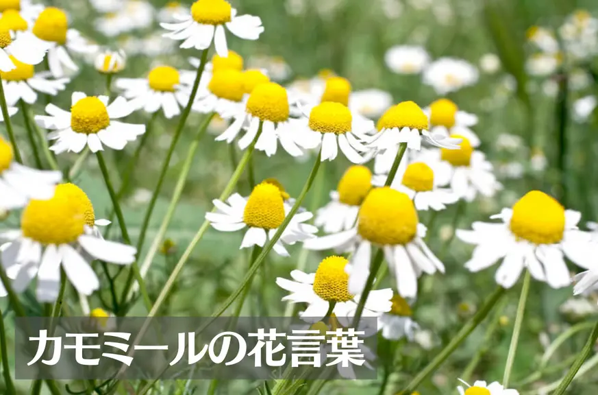 カモミール(カミツレ)の花言葉は怖い？意味や由来、種類、英語名の花言葉もご紹介！