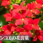 カランコエの花言葉は怖い？意味や由来、種類、英語名の花言葉もご紹介！