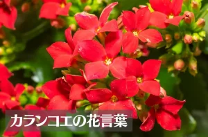 カランコエの花言葉は怖い?意味や由来、種類、英語名の花言葉もご紹介!