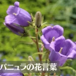 カンパニュラの花言葉は怖い？意味や由来、種類、英語名の花言葉もご紹介！