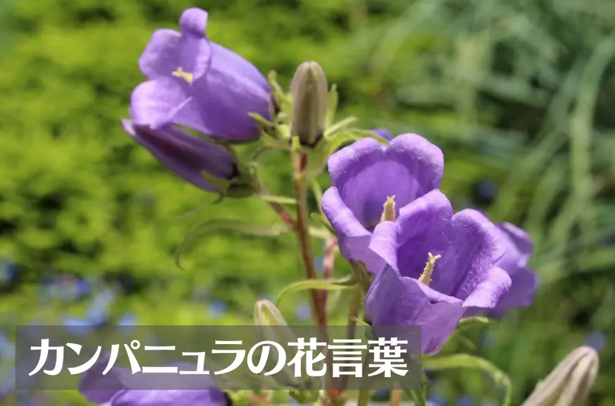 カンパニュラの花言葉は怖い？意味や由来、種類、英語名の花言葉もご紹介！