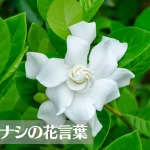 クチナシ(梔子・ガーデニア)の花言葉は怖い？意味や由来、種類、英語名の花言葉もご紹介！