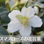 クリスマスローズの花言葉は怖い？意味や由来、種類、英語名の花言葉もご紹介！