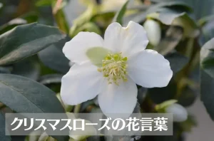 クリスマスローズの花言葉は怖い?意味や由来、種類、英語名の花言葉もご紹介!