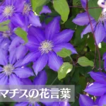 クレマチスの花言葉は怖い?意味や由来、種類、英語名の花言葉もご紹介!