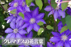 クレマチスの花言葉は怖い?意味や由来、種類、英語名の花言葉もご紹介!