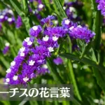 スターチスの花言葉は怖い?意味や由来、色別(紫・ピンク・黄)、英語名の花言葉もご紹介!
