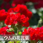 ゼラニウムの花言葉は怖い?意味や由来、色別(赤・白・黄・ピンク・深紅)、英語名の花言葉もご紹介!