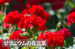 ゼラニウムの花言葉-300x198.webp ゼラニウムの花言葉-300x198.webp