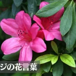 ツツジの花言葉は怖い？意味や由来、色別(赤・白・ピンク・紫)、英語名の花言葉もご紹介！