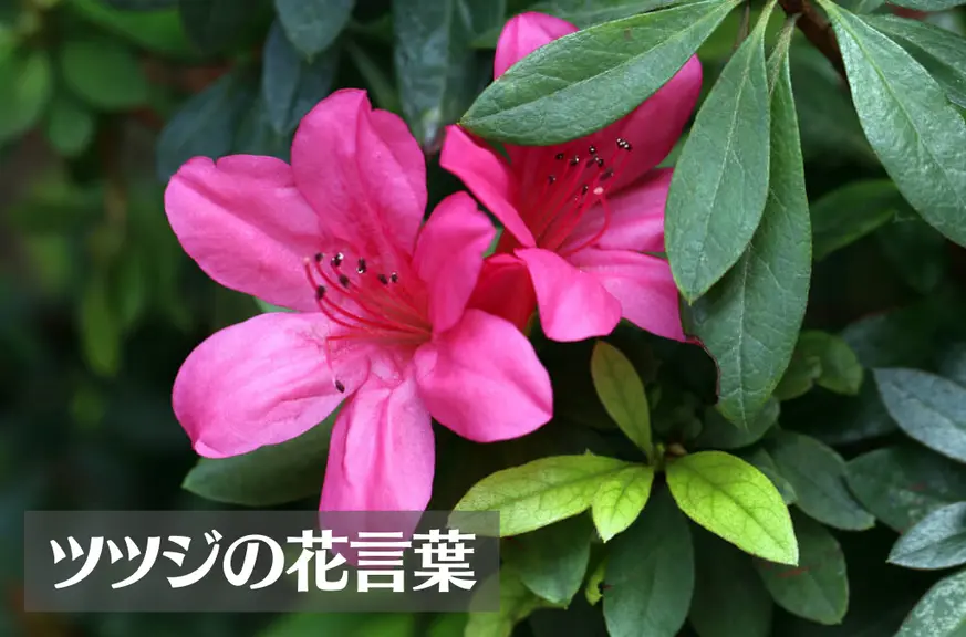 ツツジの花言葉は怖い？意味や由来、色別(赤・白・ピンク・紫)、英語名の花言葉もご紹介！