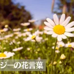 デイジー(雛菊)の花言葉は怖い？意味や由来、色別(白・黄・青など)、英語名の花言葉もご紹介！