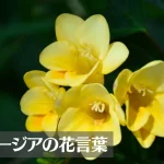フリージアの花言葉は怖い?意味や由来、色別(黄・白・赤・紫)、英語名の花言葉もご紹介!