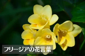 フリージアの花言葉は怖い?意味や由来、色別(黄・白・赤・紫)、英語名の花言葉もご紹介!