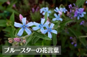 ブルースターの花言葉は怖い?意味や由来、種類や季節、英語名などもご紹介!
