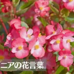 ベゴニアの花言葉は怖い？意味や由来、色別(赤・白)、英語名の花言葉もご紹介！
