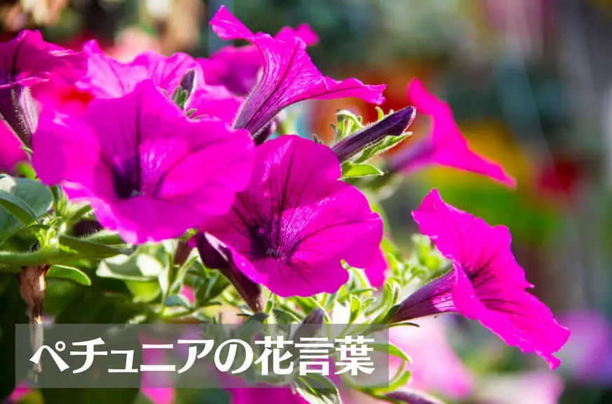 ペチュニアの花言葉は怖い?意味や由来、色別(ピンク・白・紫・赤・黒)、英語名の花言葉もご紹介!
