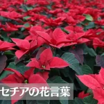 ポンセチアの花言葉は怖い？意味や由来、色別(赤・白・ピンク)、英語名の花言葉もご紹介！【クリスマスの花】