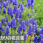 ムスカリの花言葉は怖い？意味や由来、種類、英語名の花言葉もご紹介！