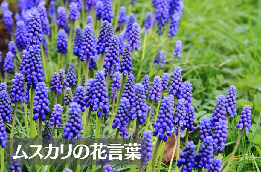 ムスカリの花言葉は怖い？意味や由来、種類、英語名の花言葉もご紹介！