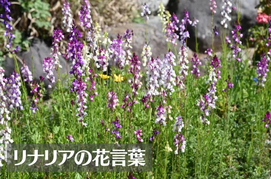 リナリアの花言葉は怖い？意味や由来、種類、英語名などをご紹介！