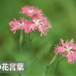 撫子(ナデシコ)の花言葉は怖い？意味や由来、色別(赤・ピンク・白)、英語名の花言葉もご紹介！