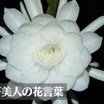 月下美人(ゲッカビジン)の花言葉は怖い？意味や由来、種類、英語名の花言葉などをご紹介！
