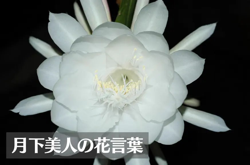 月下美人(ゲッカビジン)の花言葉は怖い？意味や由来、種類、英語名の花言葉などをご紹介！