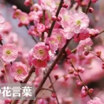 梅(ウメ)の花言葉は怖い?意味や由来、色別(赤・白・桃)、英語名の花言葉もご紹介!