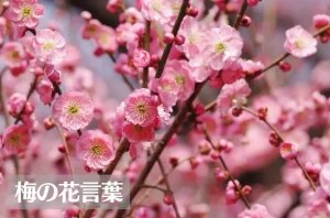 梅(ウメ)の花言葉は怖い?意味や由来、色別(赤・白・桃)、英語名の花言葉もご紹介!