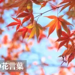 楓(カエデ)の花言葉は怖い？意味や由来、紅葉(モミジ)との違い、英語名の花言葉もご紹介！