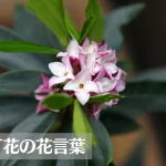 沈丁花(ジンチョウゲ)の花言葉は怖い？意味や由来、種類、英語名の花言葉もご紹介！