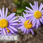 紫苑(シオン)の花言葉は怖い?意味や由来、色別(紫・白)、英語名の花言葉もご紹介!