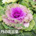 葉牡丹(ハボタン)の花言葉は怖い？意味や由来、種類、英語名などをご紹介！