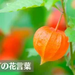 鬼灯(ホオズキ)の花言葉は怖い？意味や由来、種類、英語名の花言葉もご紹介！