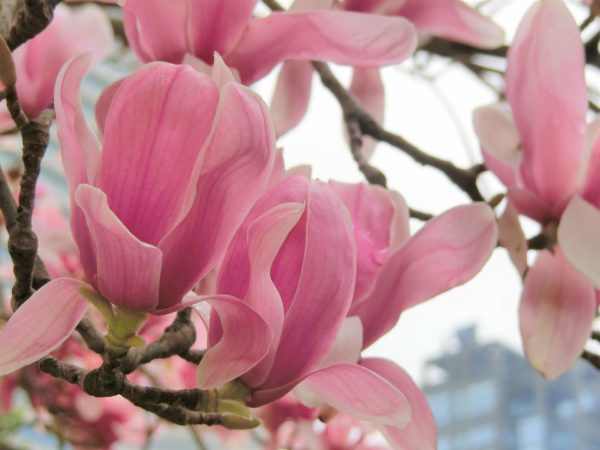 サラサモクレン