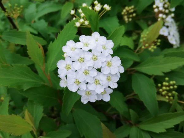 コデマリ(小手毬)
