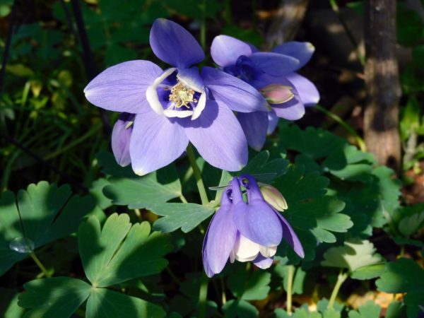 ミヤマオダマキ