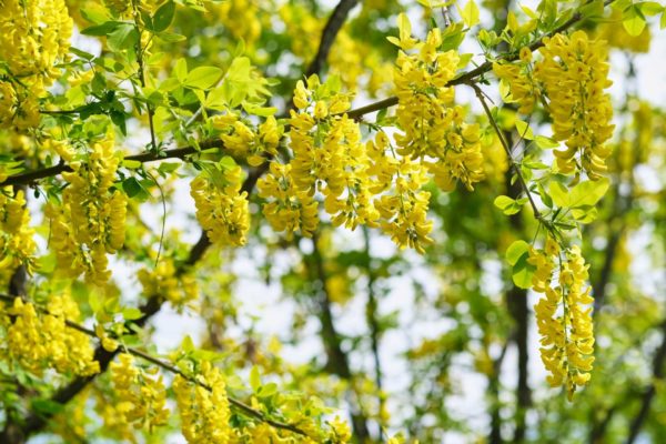 キングサリ(金鎖)