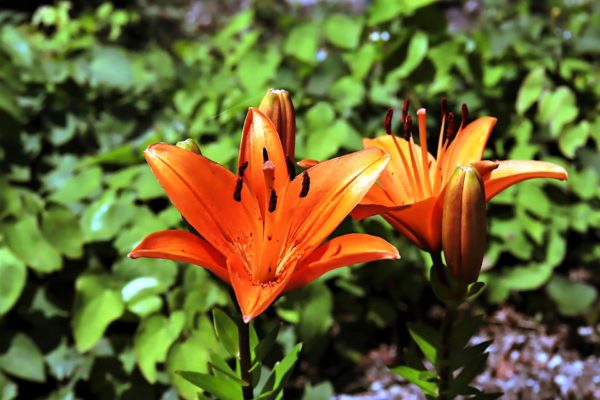 スカシユリ(透百合)