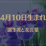 4月10日の誕生花と花言葉がコレ！性格や恋愛・仕事などの誕生日占いもご紹介！